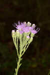 Coastal plain chaffhead